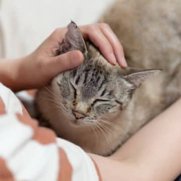 猫が大喜びする『スキンシップ』の方法4選　愛猫を虜にさせるためのポイントをご紹介
