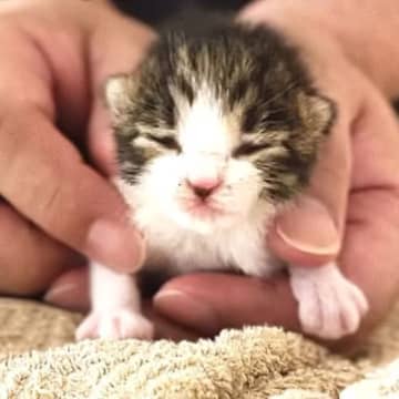 『30℃を超える炎天下』、まだ目も開いていない赤ちゃん猫と出会って…家族に迎えた結果→感動必至の成長記録に「涙が出る」「ありがとう」