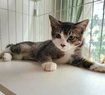 外の世界で生きていた野良の子猫　3年後、家族の愛に包まれて“甘えん坊の末っ子猫”に！