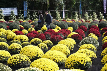 相模原の秋の風物詩、親しまれた「ざる菊」見納め　約1300株が見頃、メンバー高齢化で「最後の秋」