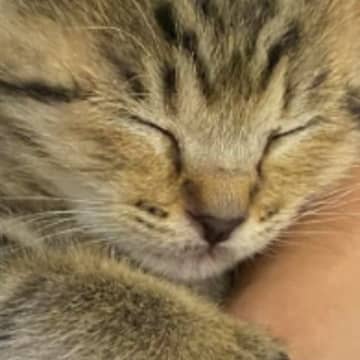 飼い主さんに抱っこされて安心して眠る子猫→おててを見ると…幸せいっぱいの『尊い光景』に６万いいね「言葉にならない」「可愛すぎて撃沈」