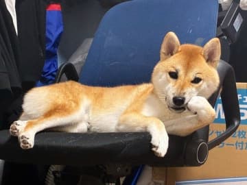 イスの上で“ひじつきポーズ”をする柴犬の態度が“偉そう”に見える！？じわじわくるポーズにクスッ
