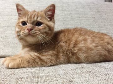 ぬいぐるみから抱き枕に！？　ミヌエット子猫の成長ビフォーアフターがかわいすぎた♡