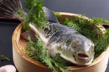 【冬の贅沢】心も体も温まる！天橋立荘で「ふぐ会席」付き宿泊プラン受付開始！絶景とともに味わうてっさ、ふぐ鍋、唐揚げのフルコース！