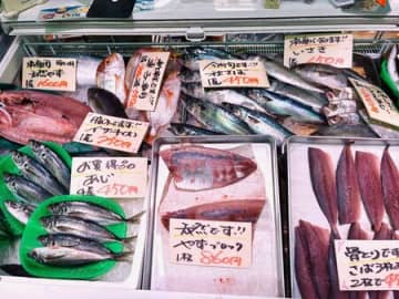 【天然魚クエスト】玄界灘って知ってる？！福岡で出会える魚を見てみてー！