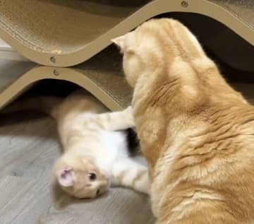 弟の遊びに長時間付き合う優しい兄。茶トラ兄弟猫の大きな愛に「可愛い」の声と1.6万件のいいね集まる