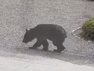 「生で見ると恐怖感が…」岐阜県大野町でクマ目撃相次ぐ 隣町のマラソン大会では“爆竹”使って徹底対策