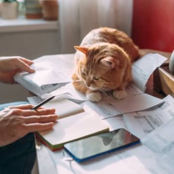 猫を守るために役立つ『寄付先』の選び方とは　安心して支援するためのポイント4つ