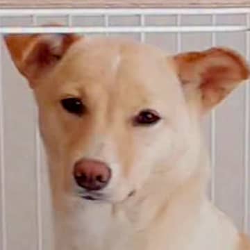 知人に『さみしそうな顔をしてる』と言われた保護犬→愛情を注いだ結果…４年後の『ビフォーアフター』に感動の声「幸せそう」「いいお顔」