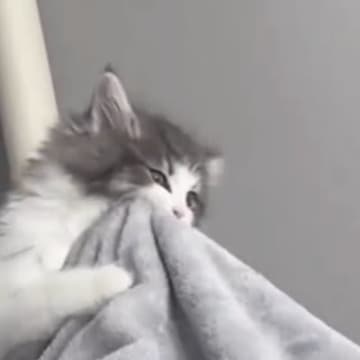 足に"嚙みついてきた子猫"→飼い主さんが揺らしてみると…可愛すぎる光景が175万再生「リアルに声出た」「気付いたらループしてた」と絶賛