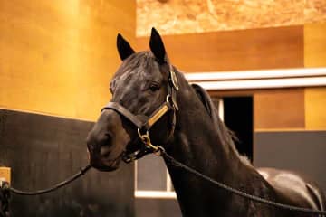 「ふれあい牧場ではない」　来場者の問題行為に注意喚起　引退馬牧場が訴える、馬へのマナーとは