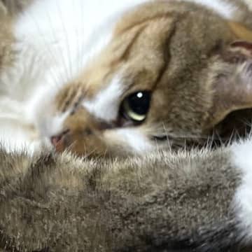 伸びをしていた猫→あまりにも独特なポーズで…まるで『飛び込み競技の選手』のような姿勢に13万いいね「足つりそうｗ」「基本技の型…ｗ」