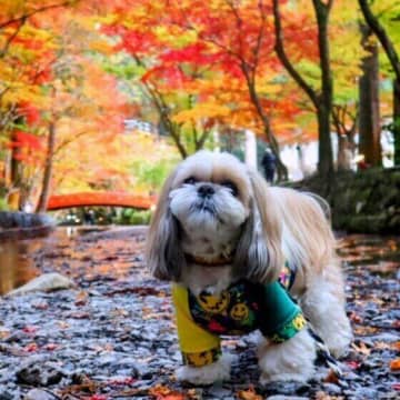 秋の散歩は犬の拾い食いに注意！ 野生のきのこや銀杏の誤食は犬に危険
