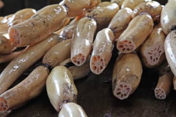 【コウノトリ舞う畑で】鳴門リゾートが「レンコン掘り体験」付き宿泊プランを11/22・23限定発売！寄付で環境保全にも貢献！