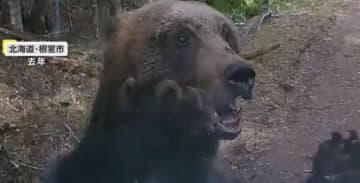 “日本最強”ヒグマの脅威…時速50キロ、パンチ力は2トン　もし出会ったら“ゆっくりと顔を背けずにその場を離れる”