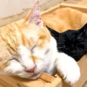 先住猫のことが大好きな保護子猫→寝床までついて行って…あまりにも『幸せそうな表情』に「可愛いストーカー」「親子に見えるね」と反響の声