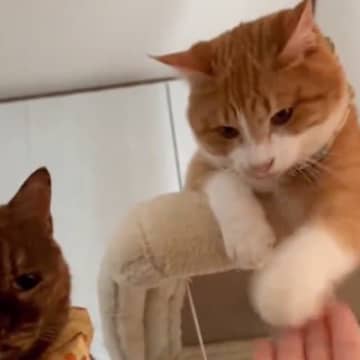 同居猫を叩く猫に『ダメだよ』と注意したら、次の瞬間…予想もしていなかった展開が32万再生「めっちゃ笑ってしまった」「なんという理不尽ｗ」