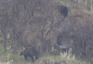 知床の駐車場でヒグマが10メートル先に…駆除までの一部始終、「至近距離」で生き延びるために必要な行動とは
