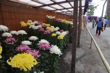 ＼開催中！／「沼津御用邸記念公園hana・花・シンフォニー」竹のインスタレーションアート、夜間ライトアップも！