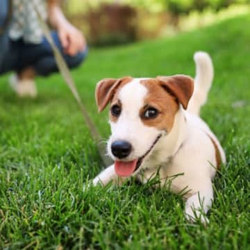 犬の飼い主が『必ず守るべきルール』5つ　心得ておくべき理由や果たすべき責任まで