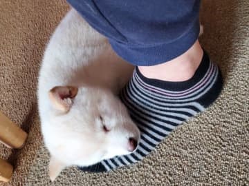 子犬のころから変わらない寝姿にキュン！　飼い主の足を「枕」にして眠る柴犬の心理｜獣医師解説