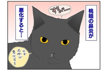 【マンガ・老猫日誌＃52】目に見えない不思議な力！？が働く〜19歳の元保護猫・桃姐