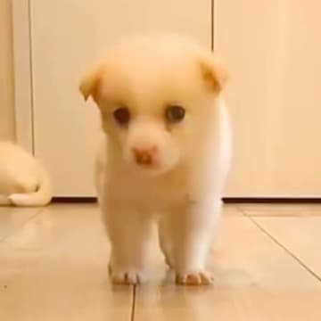 兄弟のうち『１匹だけ大きくならない子犬』を保護→大切に見守り育てた結果…まさかの『泣ける展開』が28万再生「なんて愛しい」「尊い」