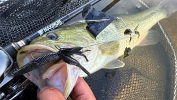 「秋の最強ルアーはコレ」「適当投げでOK。ドルフィンバイトで大興奮！」キーポイントは広域+シャローフラットです！