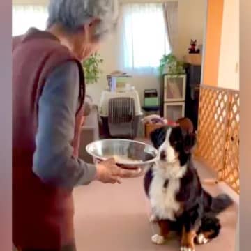 おばあちゃんが『焼き芋』を超大型犬にあげようとしたら…本当の孫のような『愛おしすぎるやり取り』が151万再生「可愛すぎる」「心が和んだ」