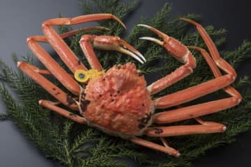 11月に解禁！冬の風物詩「越前がに」をはじめ、福井の絶品グルメが東京・汐留に大集結【福井フードテインメント2025in東京】