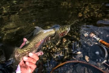 そろそろ紅葉も見頃に！「手強いけれど、強烈なファイトに大興奮」 神流川“冬季ハコスチ釣り場”【群馬県上野村】