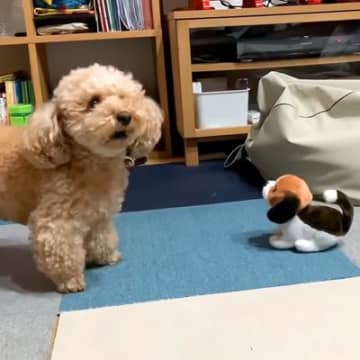 ２匹の犬に『動く犬のおもちゃ』を見せた結果…思った以上に正反対な『まさかの反応』に爆笑「お姉ちゃん頼もしい」「おもちゃの動きｗｗ」