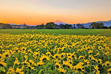 神奈川県寒川町で「冬のひまわり」が見頃に　冠雪の富士とコラボレーションも
