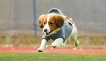 デコピンもオフでトレーニングに精を出す　大谷翔平に歩幅合わせ微調整「こんなに癒やされる、幸せな気持ちにさせてくれる練習風景ある?!」