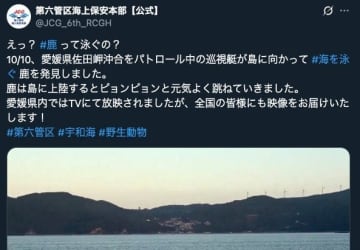 「海を泳ぐ鹿」を海保の巡視艇が発見！“現場映像”に「初めて見た！」「上手に泳いでいる」の声