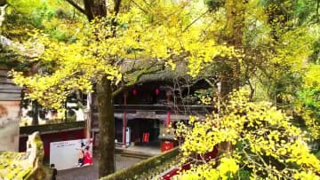 飛雲崖古建築群のイチョウ、見頃を迎える　中国・貴州省黄平県