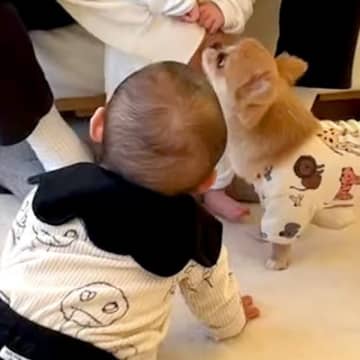 赤ちゃんたちと犬２匹が初対面→微妙な空気になってしまい…犬が見せた『コミュ力が高い行動』に称賛「愛情に満ち溢れてる」「天性のお姉さん」