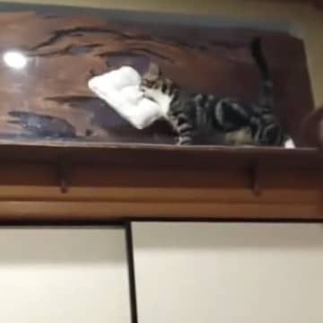 一生懸命に『枕を運ぶネコ』→ようやく放したかと思ったら、次の瞬間…"可愛すぎる光景"が20万再生「すごく器用ｗ」「大切にしているんだね」