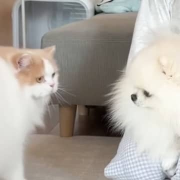 動けなくなった犬のそばで…優しい兄猫が見せた行動に"感動が止まらない"と13万再生「なんて尊い世界なの」「絆にじ〜んときた」