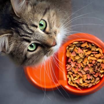 猫が『ご飯に飽きやすい』理由4選　飼い主にできる工夫や改善策もご紹介