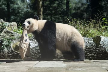 パンダのシャンシャン、空き袋に興味津々　中国四川省