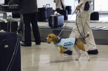 アフリカ豚熱へ警戒強化、農水省　都道府県に防疫の徹底要請