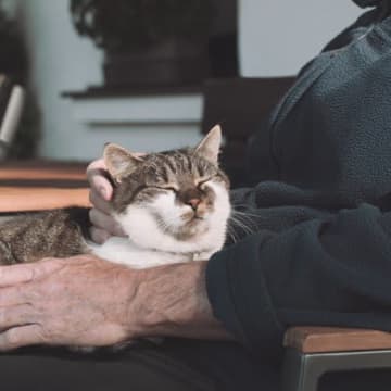 愛猫が高齢になったら見直したい『お世話の方法』6選　シニア期を快適に過ごすためのポイントとは