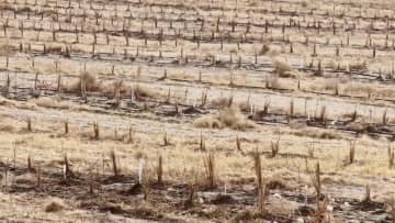 タクラマカン砂漠に苗木50万本を植林「緑の回廊」築く　中国・新疆