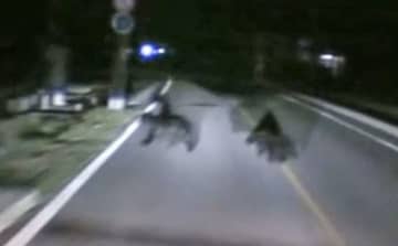 クマ衝突事故、前年の5倍　秋田、年間最多118件に