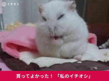 マルカン「リバーシブルヒーター」がハムスターの寒さ対策に活躍！ジャンガリアン・ダイコクちゃんも冬場に愛用♪(30代女性)