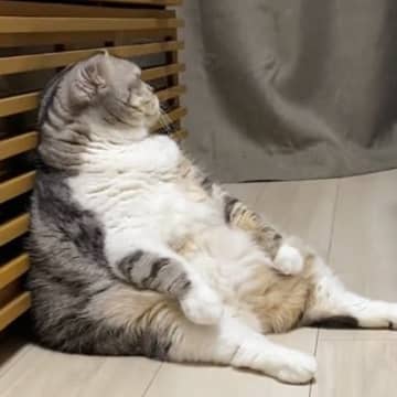 座っている猫に話しかけたら無視されて…何度か声をかけた結果→まさかの反応が387万再生「全てを知ってしまった猫」「貫禄がすごいｗｗ」