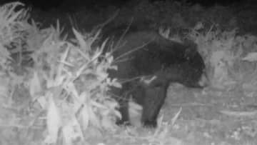 「グラウンドに子グマの足跡」富山県上市町の小学校が活動中止　富山市大沢野地区ではAIカメラに先月から“6回目”のクマの姿
