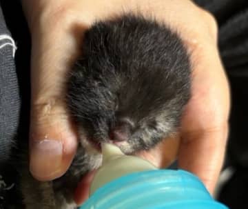 大雨の中鳴いていたところを保護された子猫→保護から1年経ち、立派に大きく成長した姿にほっこり！