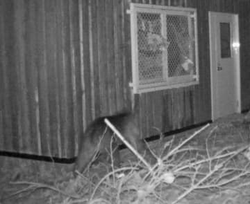 ヒグマ目撃で円山公園を閉鎖　札幌、2週間程度